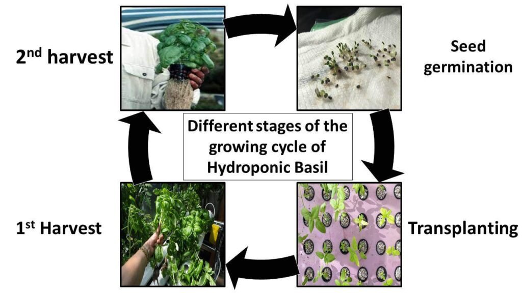 Growing cycle of hydroponic basil | HYDROPONIC BASIL