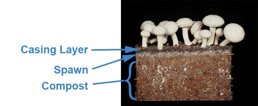 Can Mushrooms be Grown Hydroponically