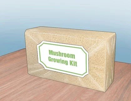 How to grow mushrooms hydroponically?