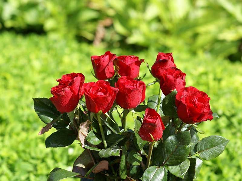 Production and Cultivation of Hydroponic Roses | Hydroponic Roses