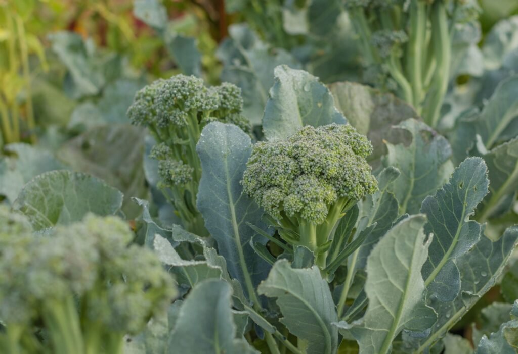 Broccoli | Hydroponic broccoli