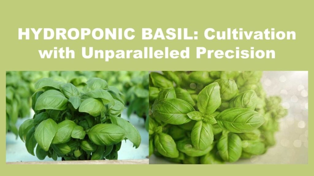 HYDROPONIC BASIL: Cultivation with Unparalleled Precision