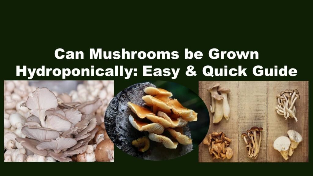 Can Mushrooms be Grown Hydroponically: Easy & Quick Guide