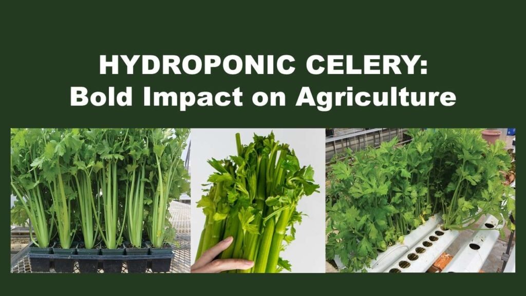 HYDROPONIC CELERY: Bold Impact on Agriculture
