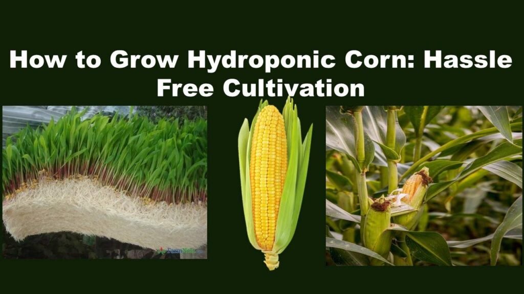 How to Grow Hydroponic Corn: Hassle Free Cultivation