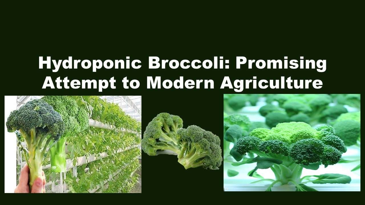 Hydroponic Broccoli: Promising Attempt to Modern Agriculture