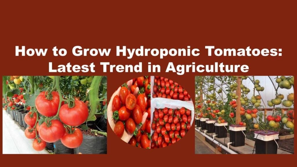 How to Grow Hydroponic Tomatoes: Latest Trend in Agriculture