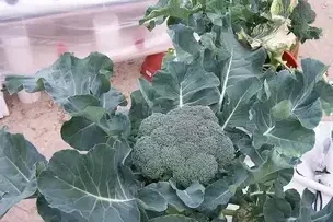 Hydroponic broccoli | Hydroponic broccoli