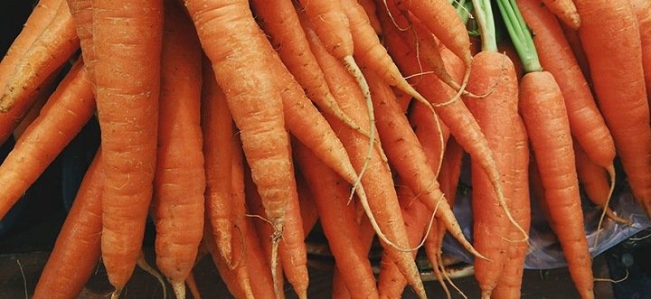 Harvested carrots | can you carrots hydroponically