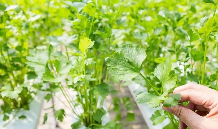 Cilantro Cultivation in Hydroponics | hydroponic cilantro