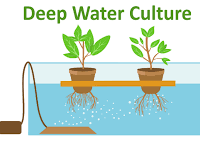 Deep Water Culture | Hydroponic broccoli