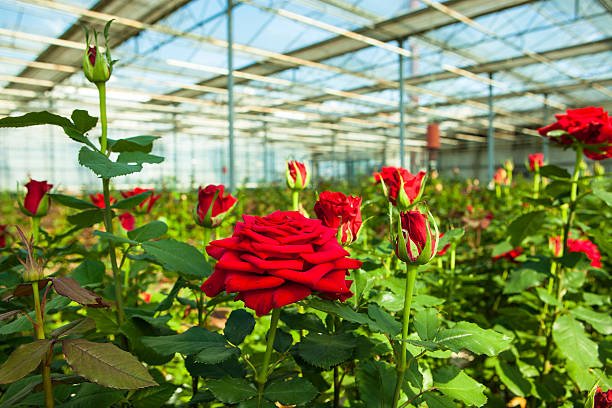 Plantation of Hydroponic Roses |  Hydroponic Roses cultivation