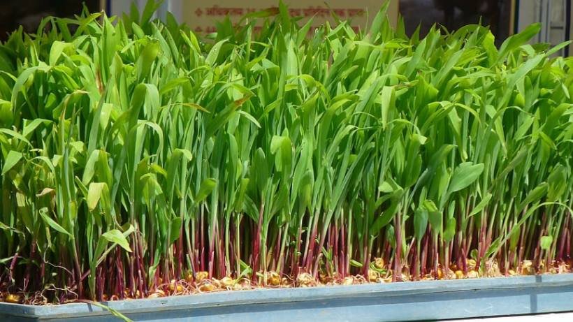 Hydroponic corn |Soil less cultivation of corn