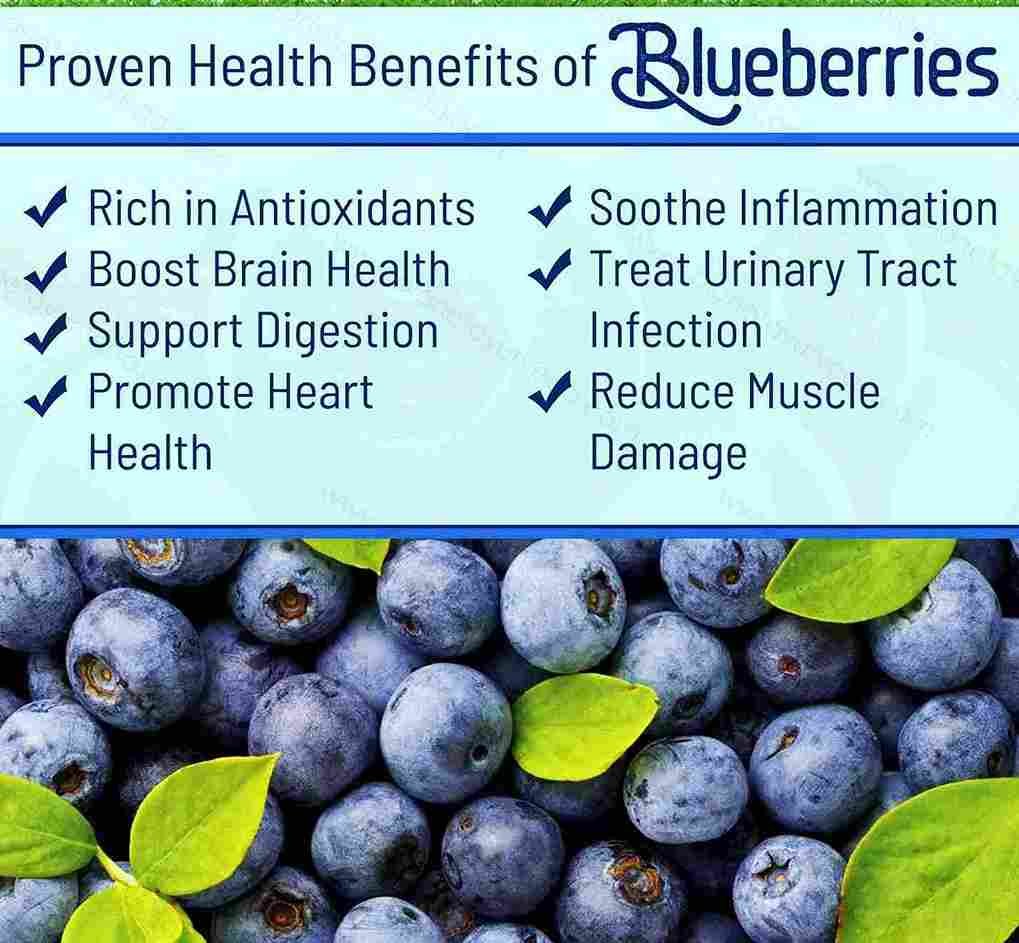 Health Benefits of Blueberries | Hydroponic Blueberries