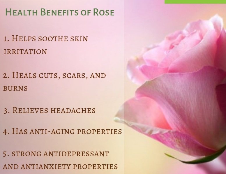 Health Benefits of Roses | Hydroponic Roses