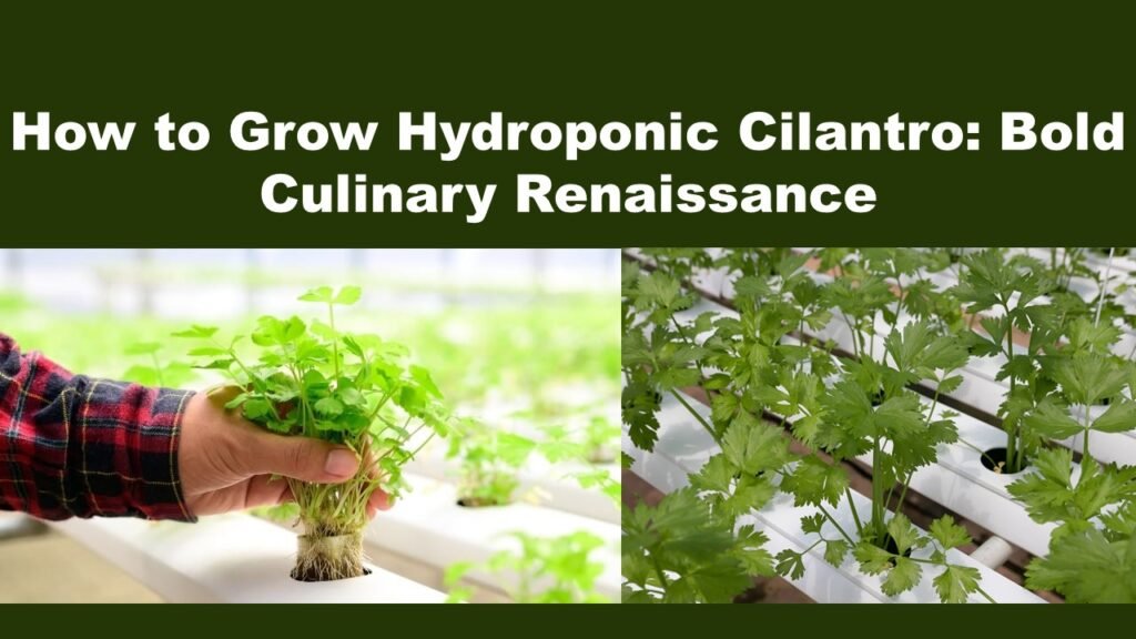 How to Grow Hydroponic Cilantro: Bold Culinary Renaissance