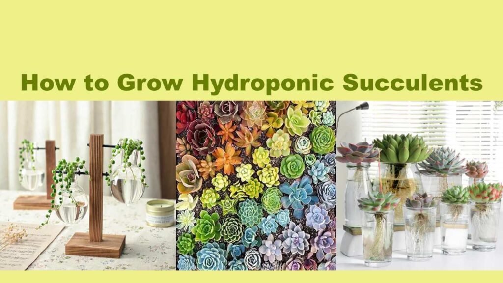 How to Grow Hydroponic Succulents