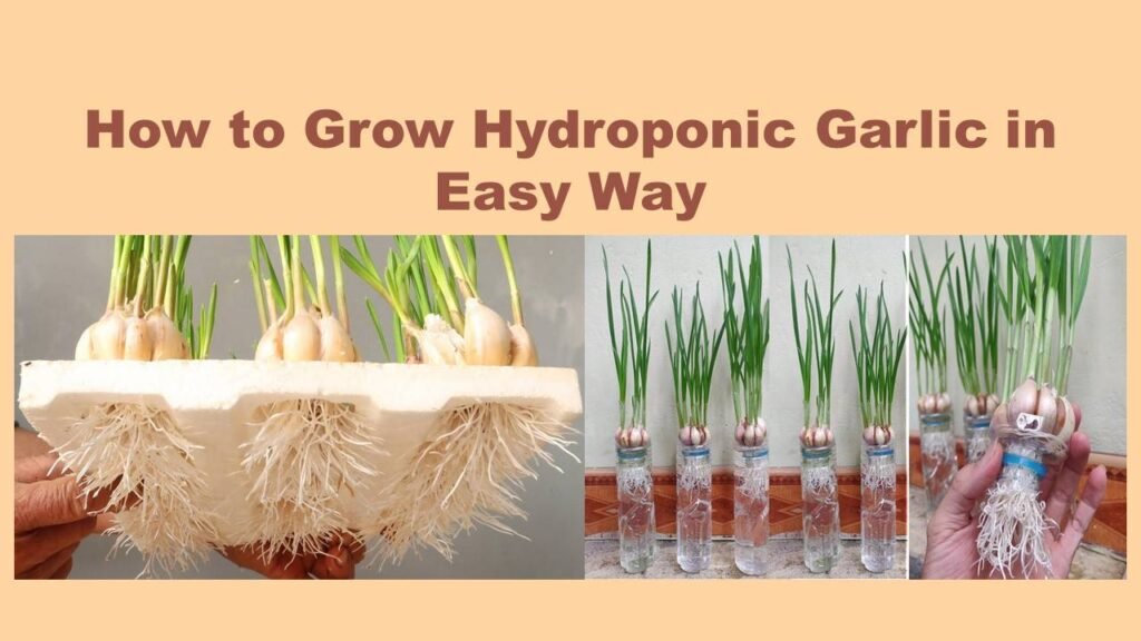 How to Grow Hydroponic Garlic in Easy Way