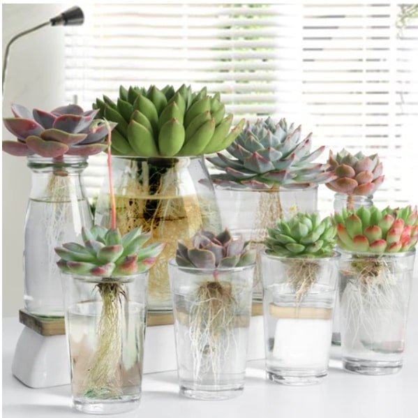 Hydroponic Succulents: Growing Succulents in Water 