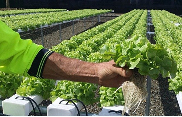 Horizontal NFT | Commercial Hydroponic Systems