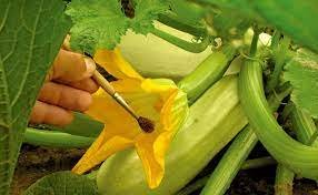 Hand pollination method | Hydroponics zucchini