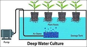 Deep water culture method | Hydroponics zucchini 