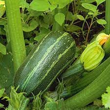 Bush baby variety | Hydroponics zucchini