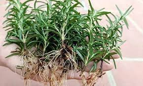 Rosemary Seedlings | hydroponic rosemary