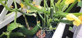 Hydroponics zucchini | Hydroponics zucchini