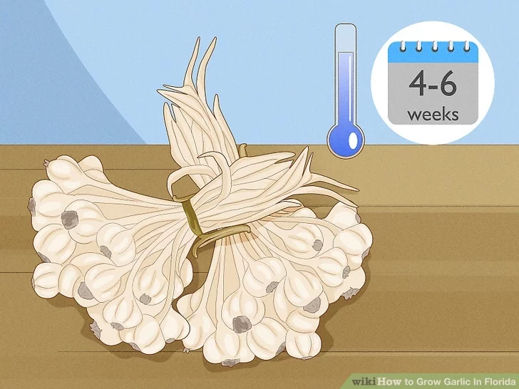curing of garlic after harvesting | hydroponic garlic