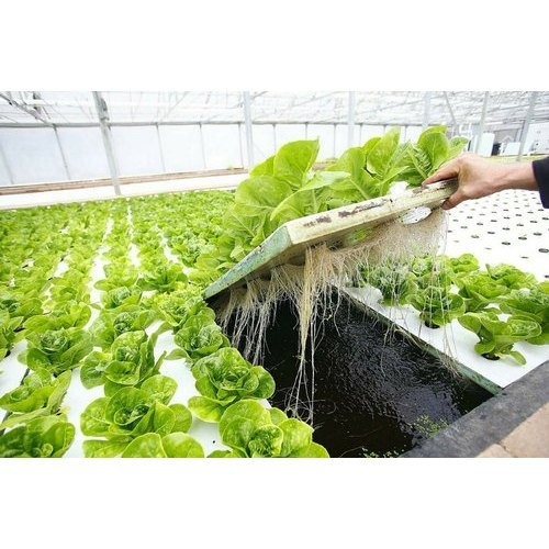 Hydroponic RAFT System | Commercial Hydroponic Systems