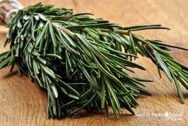 Harvested hydroponic rosemary | hydroponic rosemary