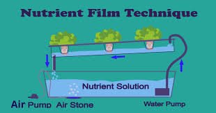 Nutrient Film Technique | hydroponic rosemary