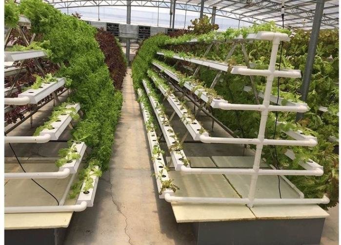 Vertical NFT | Commercial Hydroponic Systems