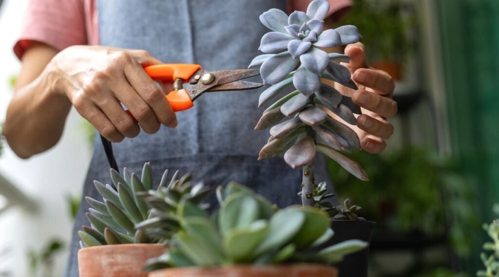 Pruning of Hydroponic Succulents | Hydroponic Succulents