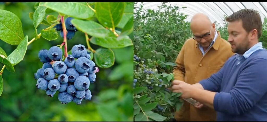 Hydroponic Blueberries Cultivation | Hydroponic Blueberries