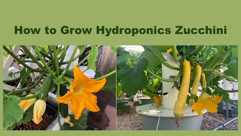 Hydroponics Zucchini