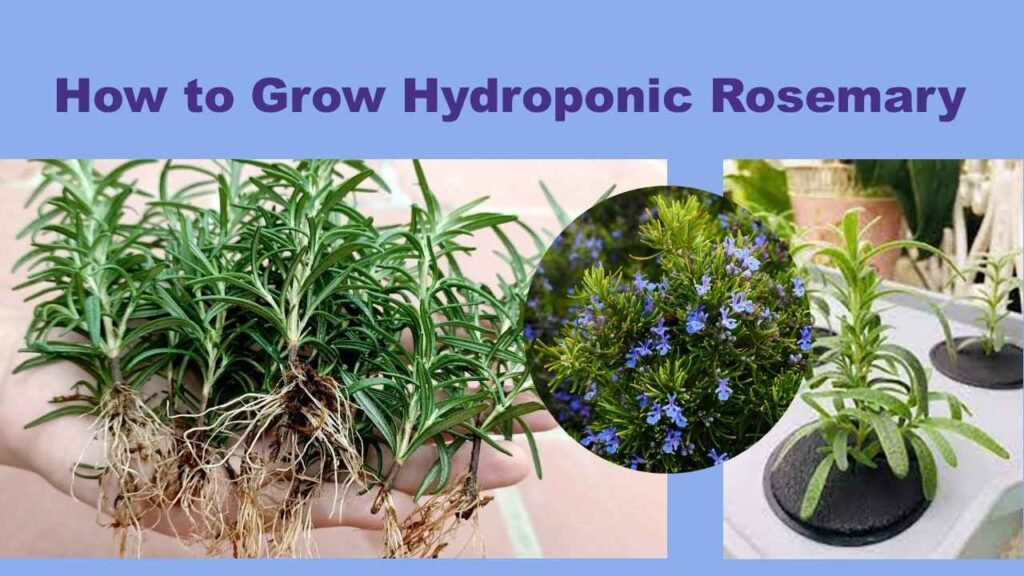How to Grow Hydroponic Rosemary