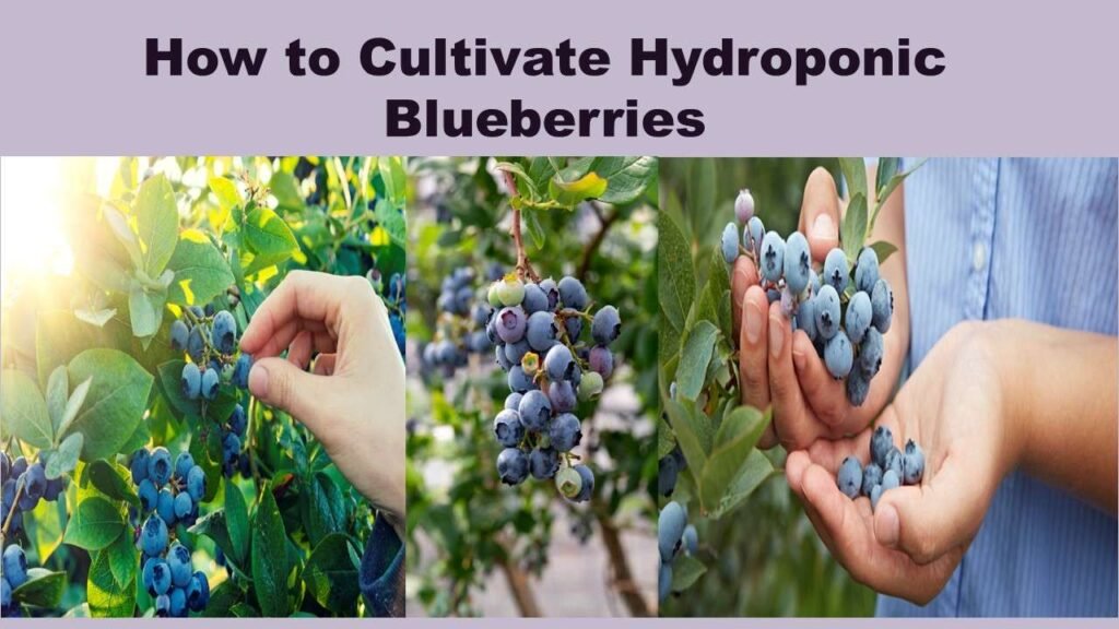 How to grow Hydroponic Blueberries:  An Attractive Way to Raise Bluegold