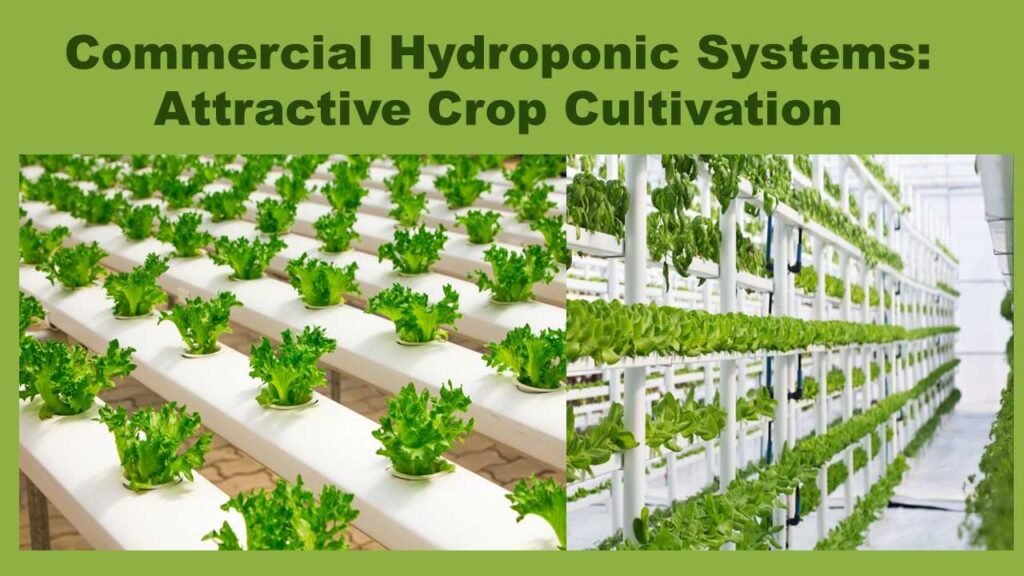 Commercial Hydroponic Systems: Attractive Crop Cultivation