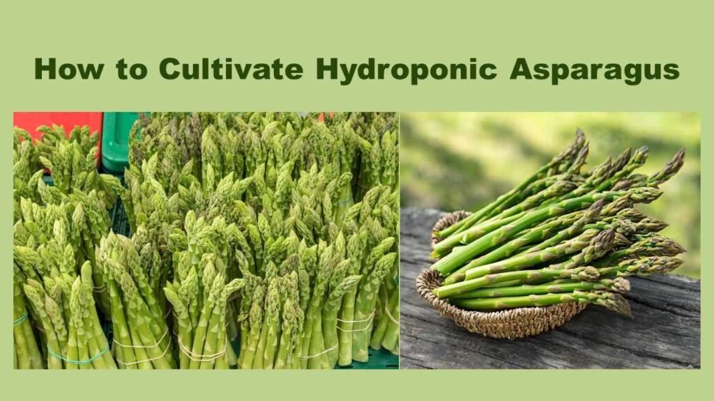 How to Cultivate Hydroponic Asparagus