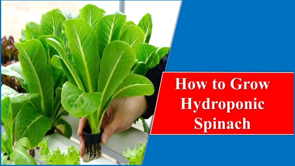 How to Grow Hydroponic Spinach