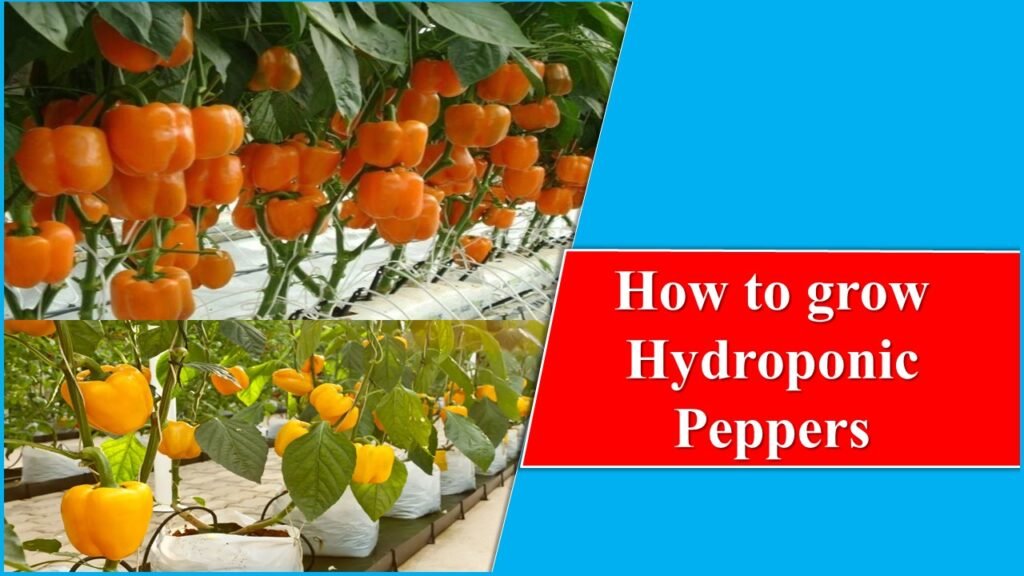 How to grow Hydroponic Peppers: Cultivate Pride of Spices 