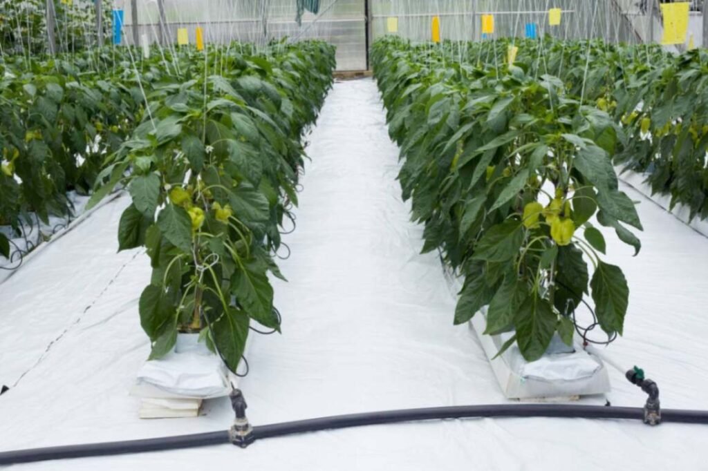 Peppers Growing Hydroponically | Hydroponic Peppers