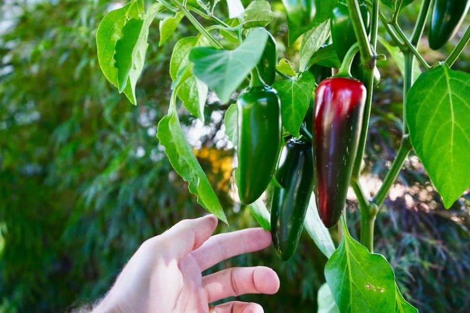 Hydroponic Peppers Harvesting | Hydroponic Peppers 