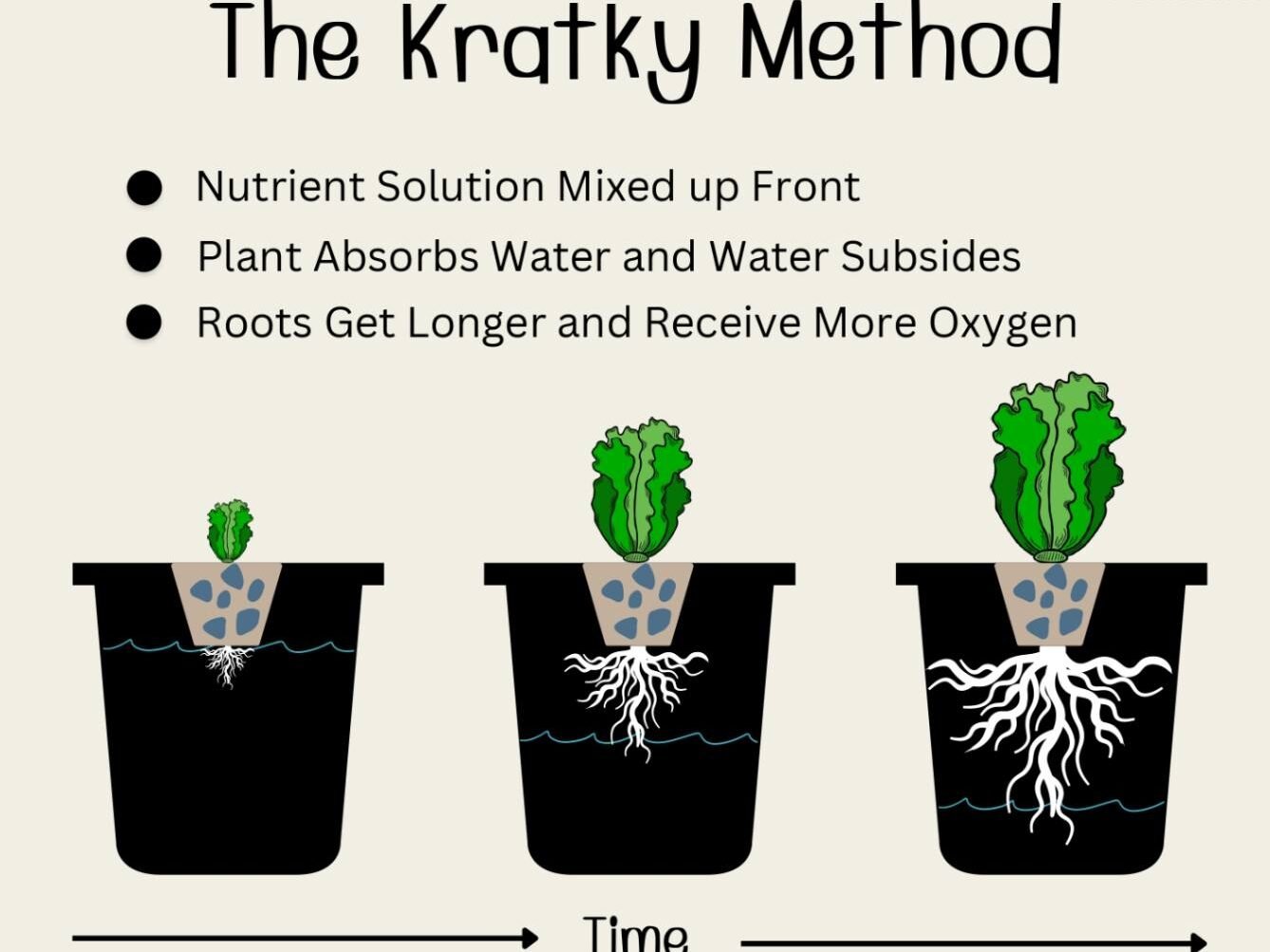 Kratky Method | Hydroponic Spinach