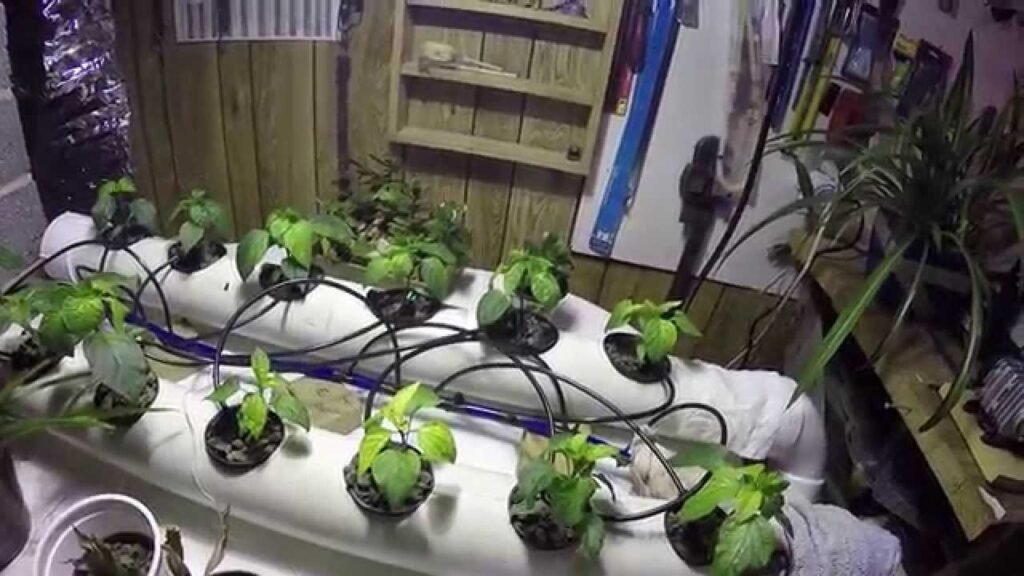 NFT System for Hydroponic Peppers | Hydroponic Peppers