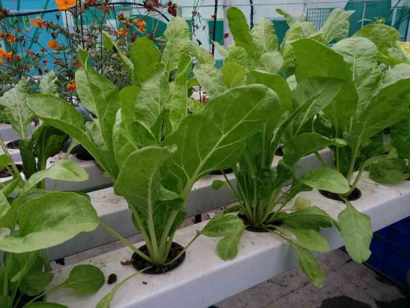 Seedling of Hydroponic Spinach | Hydroponic Spinach