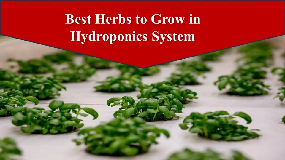 Best Herbs to Grow in Hydroponics System