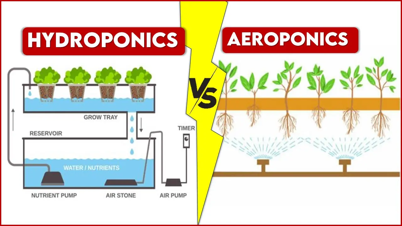 Hydroponics vs Aeroponics